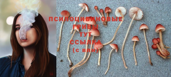 стафф Новодвинск